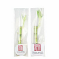 6" Lucky Bamboo Stalk in Protective Bag w/ Custom Label